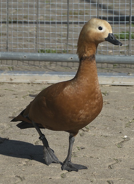 吉米