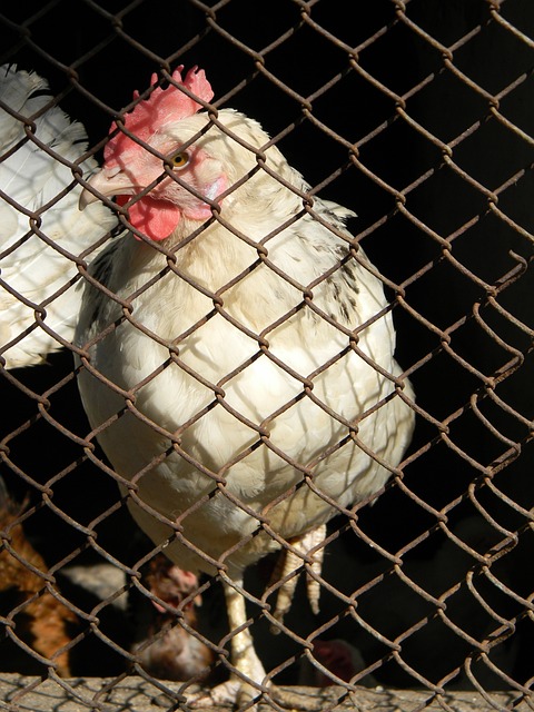 段的临场发 段的临场发